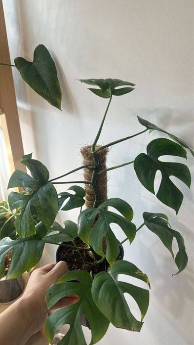 Продажа комнатных растений