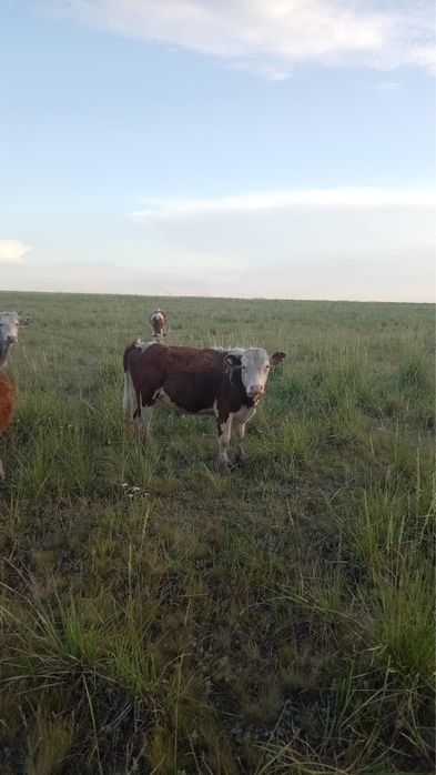 Продам бычков.  .