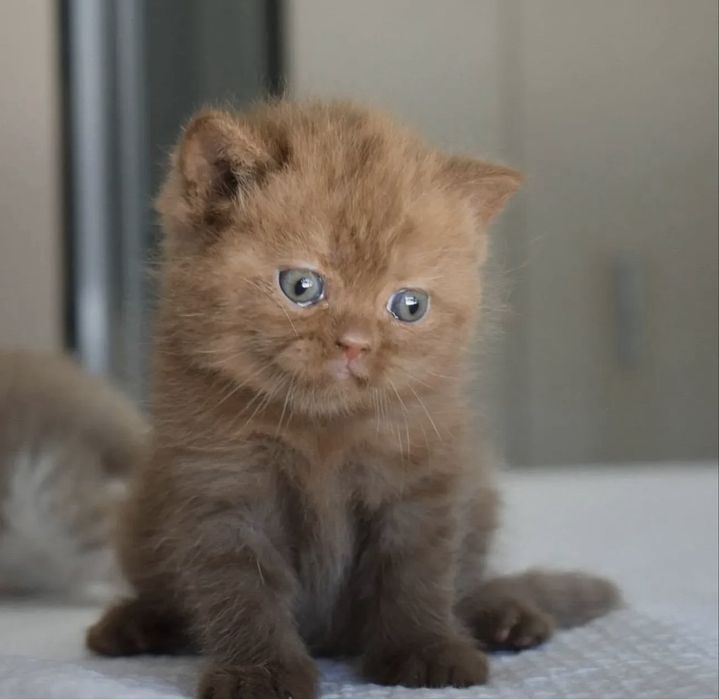 Котята Британские Короткошерстные
