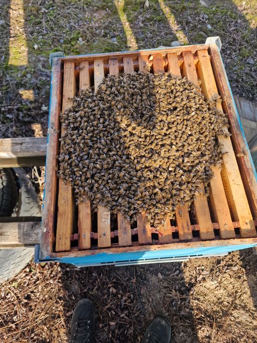Vindem 10 famili albine fără cutie  5 famili rama 1/1 si 5 rama  3\4