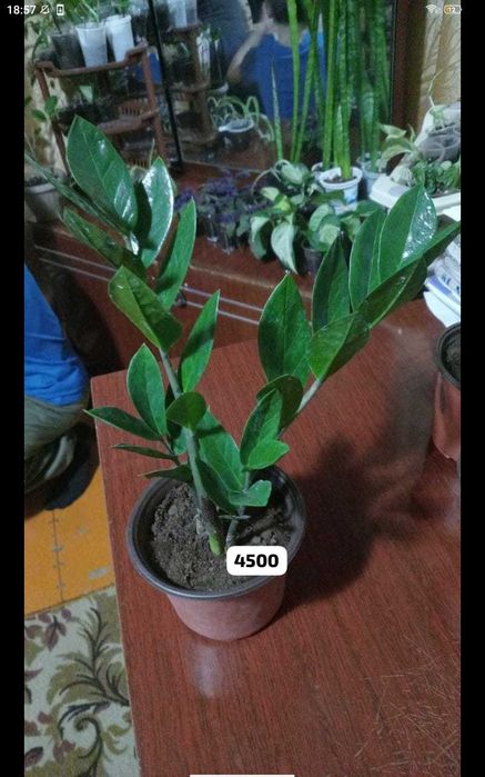 Долларовое,цикламены,женское счастье, разные отростки...