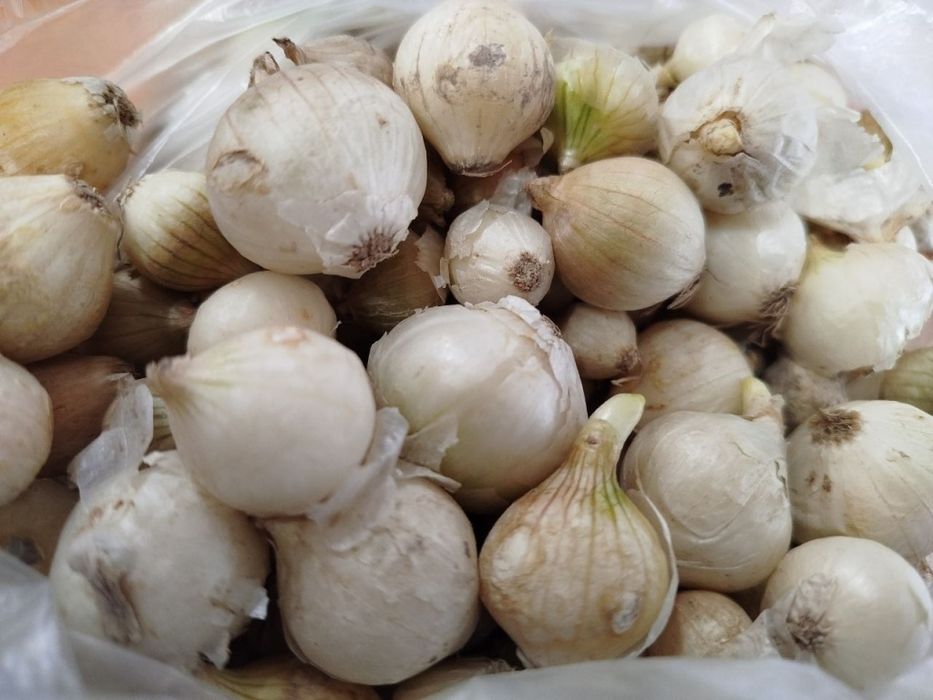 Лук Каратальский, Стардаст репчатый в мешке