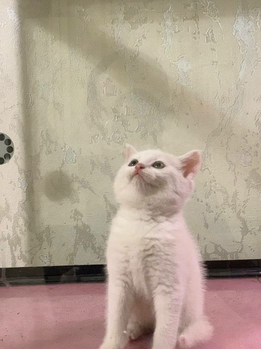 Scotish strayt toza qon