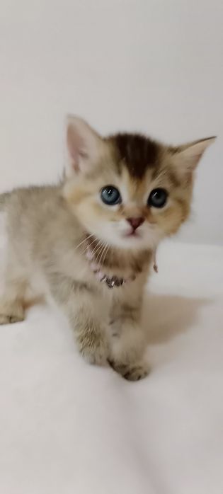 Роскошные котята Скоттиш Фолд и Страйт  золотая Девочка