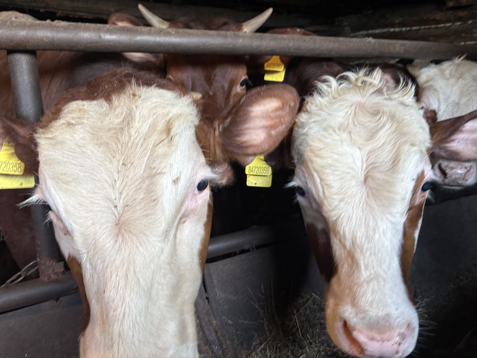 Продам быков и нетелей