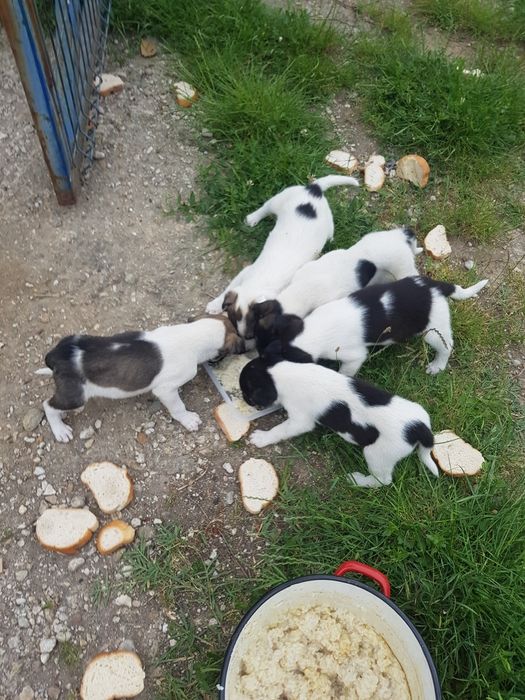 Donez catei rasa comuna