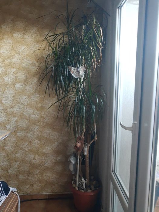 Цветя,мушкато,палма,дърво на живота,растения,готови за декорация,отгле