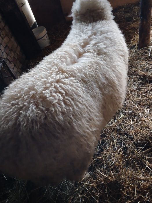 Продавам  коч за клане