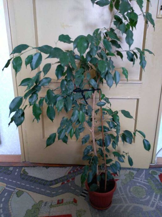 Цветя- Корделина апикална