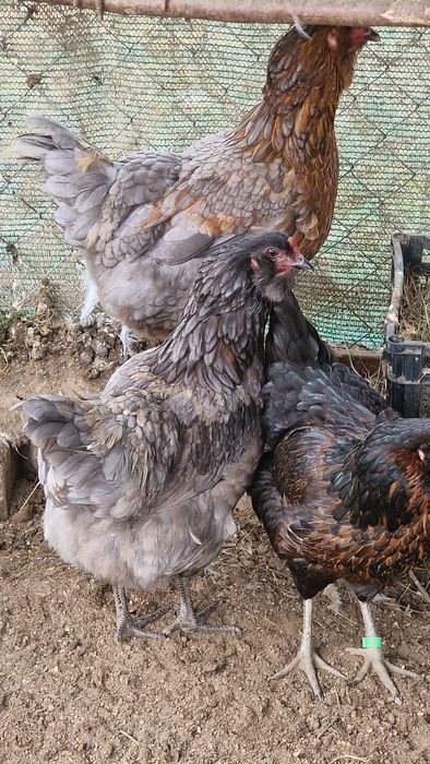 Oua verzi Ameraucana