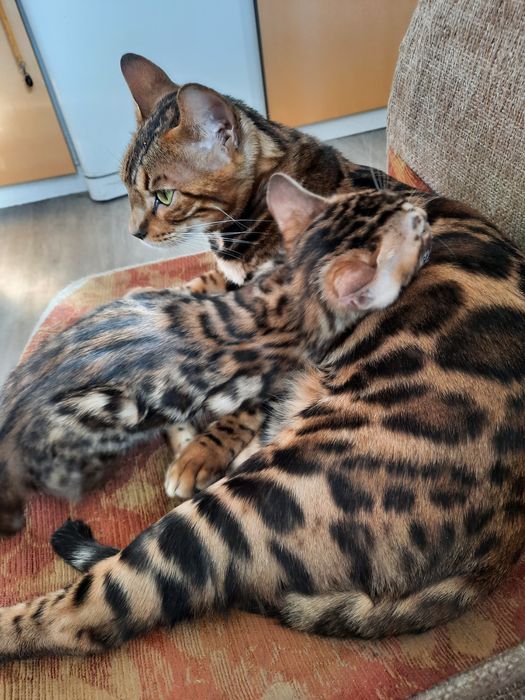 Продам бенгальского котенка. Девочка и мальчик.