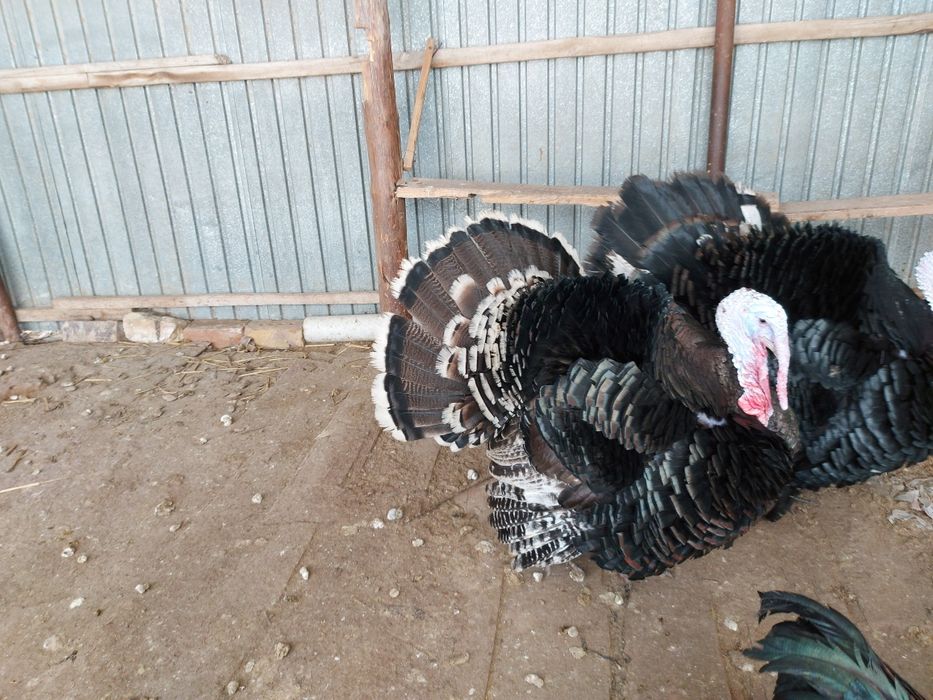 Индуктар сатылады