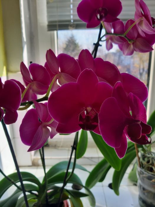 Лудизия скъпоценната орхидея , дендробиум