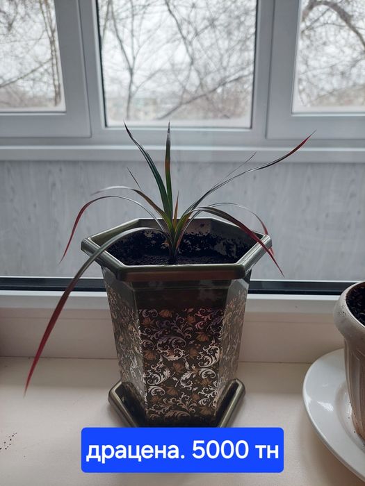 Продам аомнатные цветы