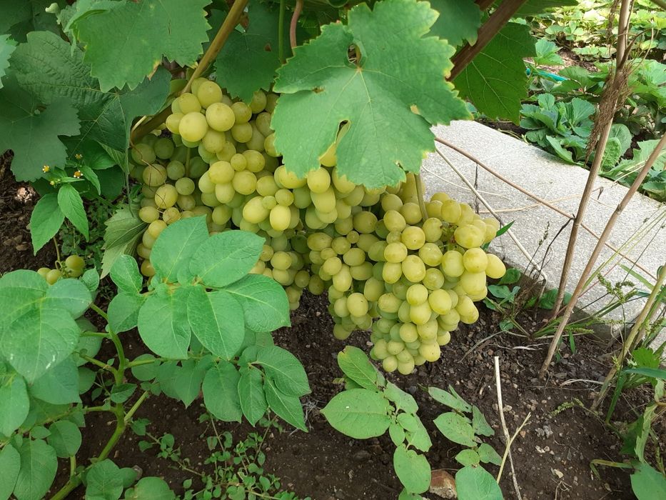 Продам саженцы винограда