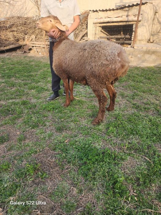 Арашан Кучкорлар Сотилади