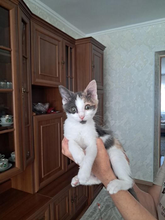 Отдадим котёнка 2,5месяца [девочка]