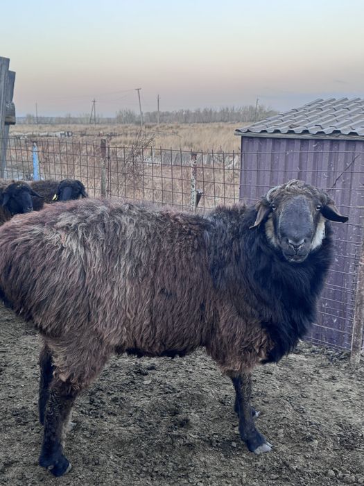 Қошқар сатамын, СЕМІЗ майлы !!!