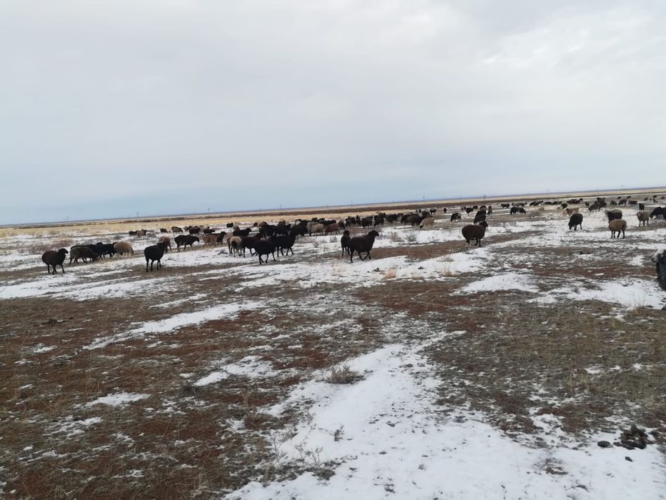 Бараны и офцы…….