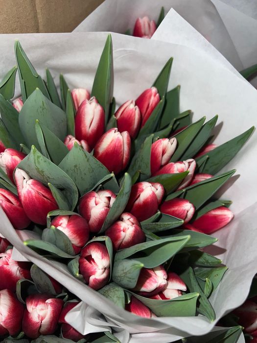 Крупные тюльпаны к 8 Марта в розницу