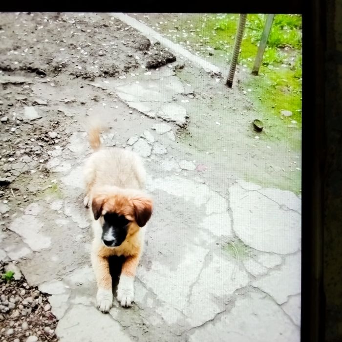 Щенки  4мес.порода Гуржи