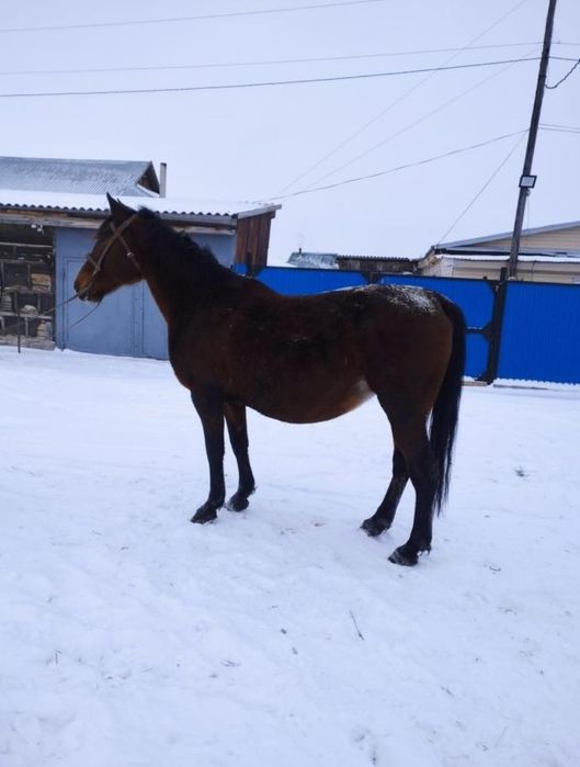 Продам    кобылу