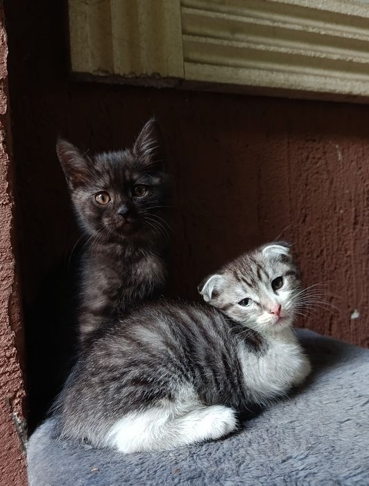 Котята вислоушки