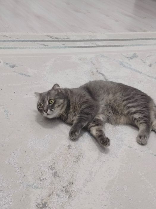 Отдам кота в добрые руки