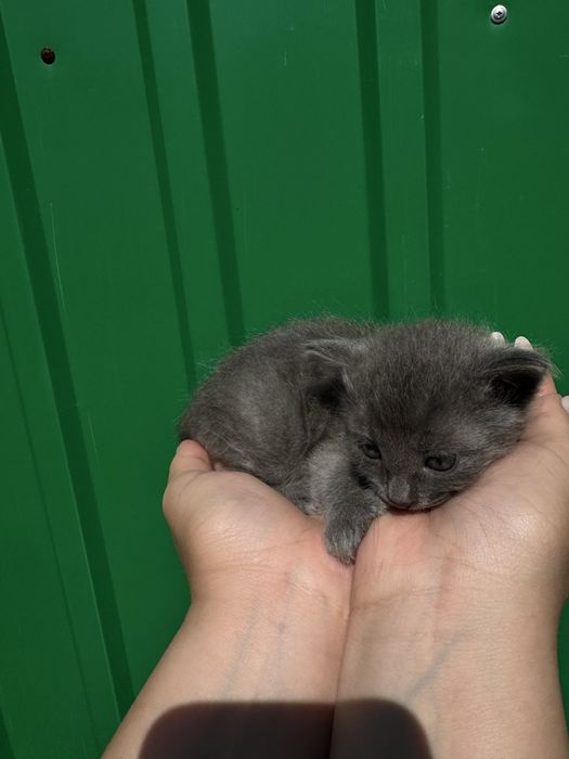 Отдам котят в добрые руки