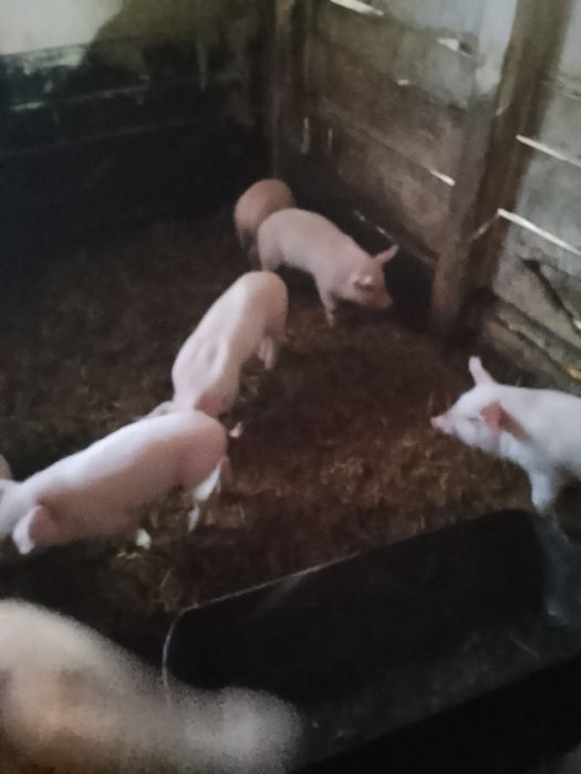 Продам поросят месячных