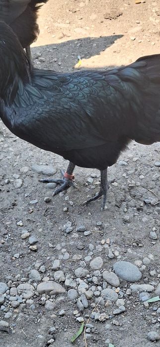 Vând puicii de austrlorop și cocoși