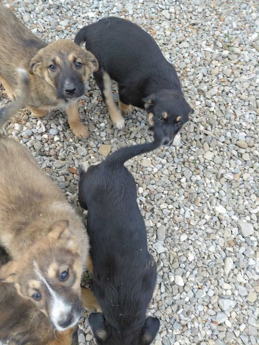 Donez catelusi, baietei si fetite de 2 luni, talie medie