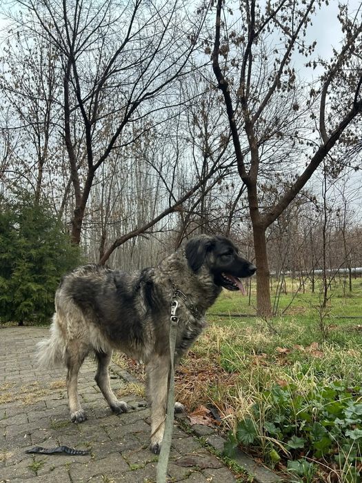 Овчарка взрослая