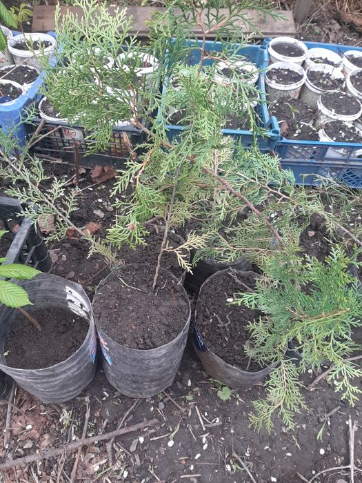 Саженцы туя каштан