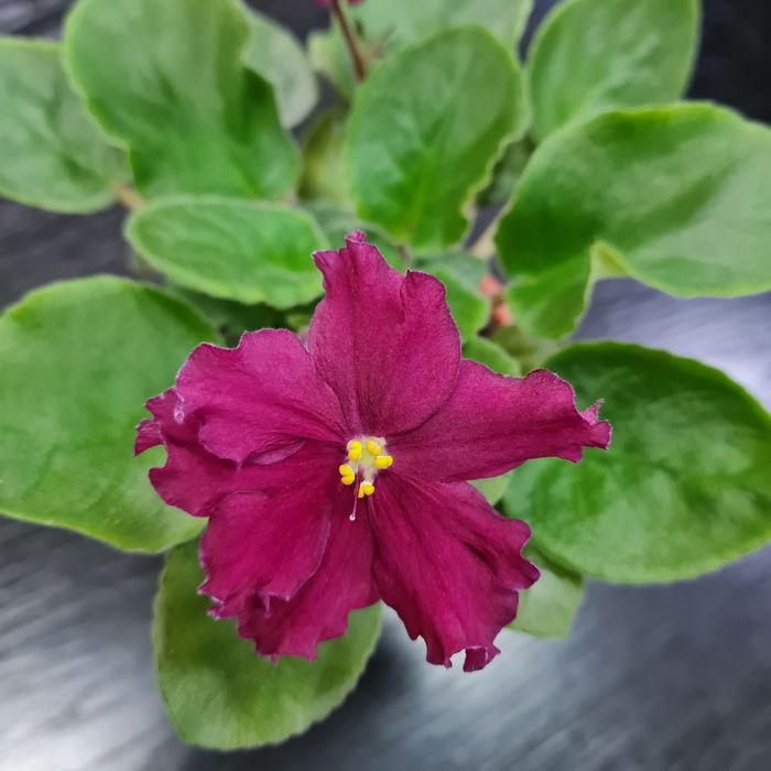 Продам цветущие фиалки