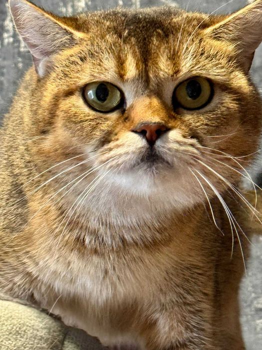 шикарные  драгоценные малыши шиншиллы