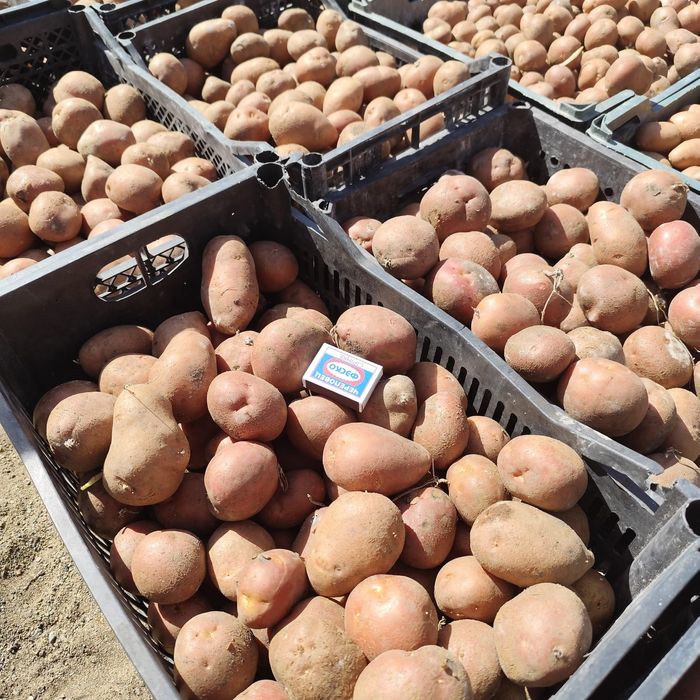 Картофель семенной