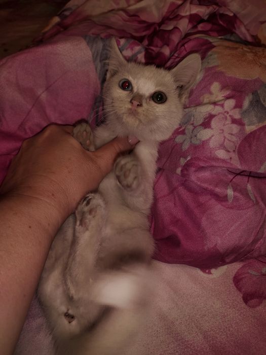 отдам котенка в добрые руки
