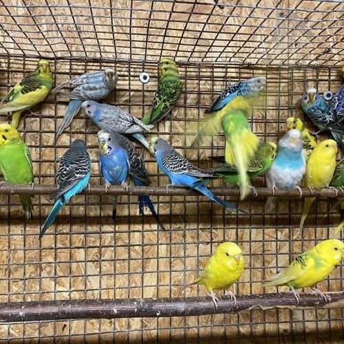 Продам попугай молодые волнистые