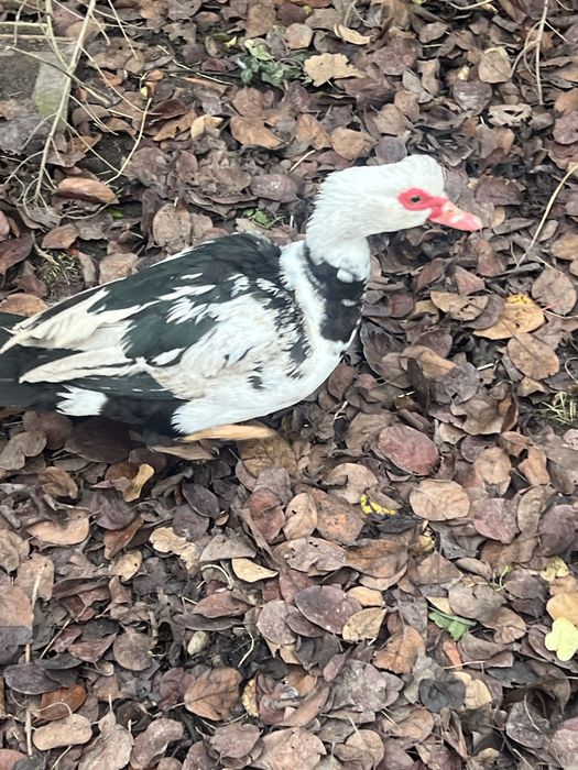 Vand rate mute diferite culori