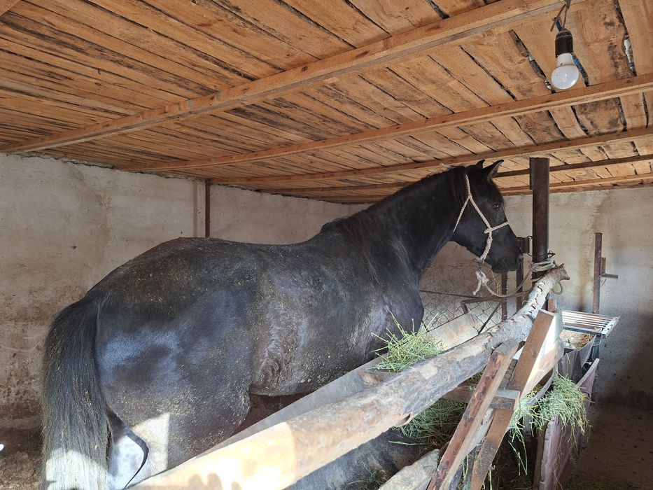 Жылкы просто красавчик