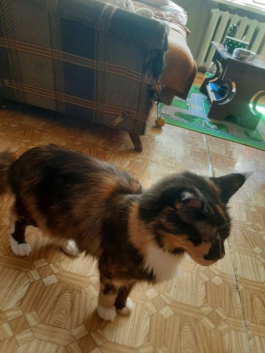 Майкун кошка девочка