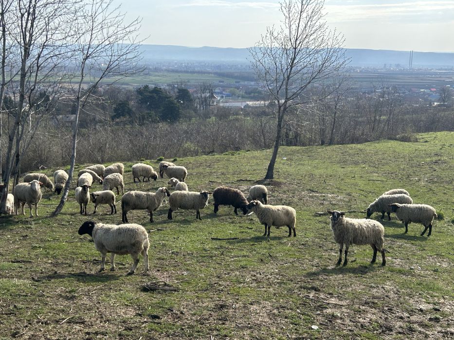 Oi de vânzare Metis
