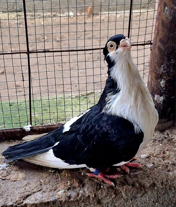 Schimb cu gainusi sau fazani