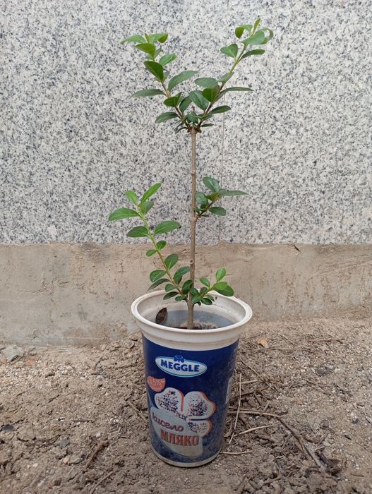 Лигуструм в кофичка