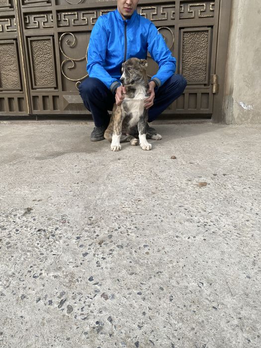 Алабай щенки 2 месяца