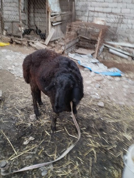 Кучкорлар сотилади