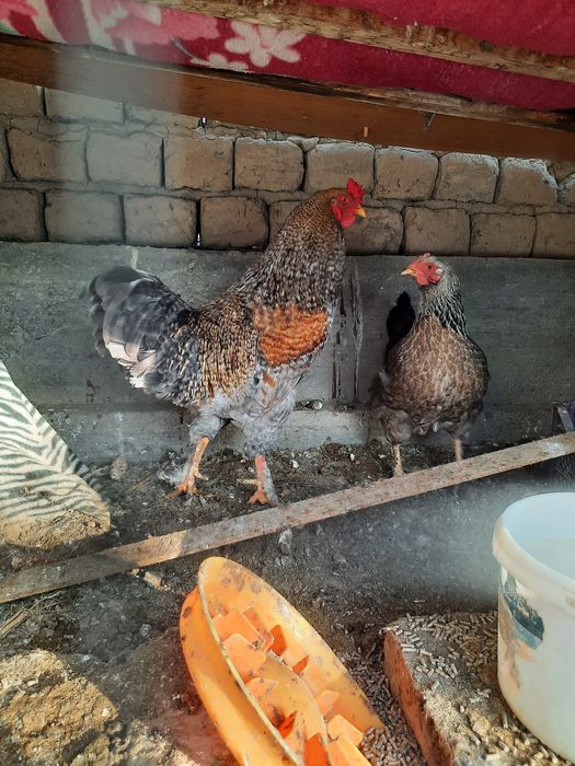 Tovuqlar sotiladi kelishtirilgan narxda!