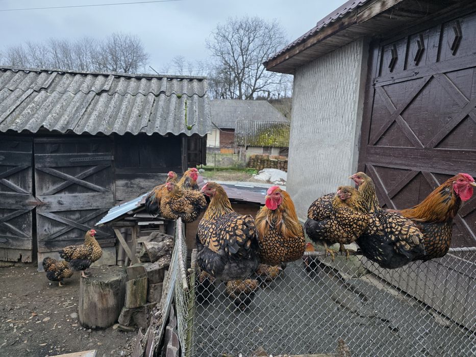 Ouă incubat Wyandotte GSG