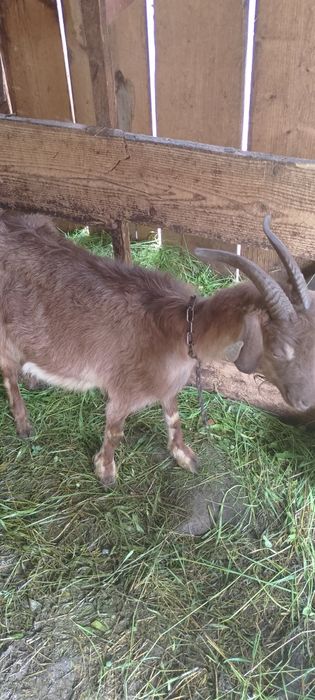 Vând capră cu 2 iezi la prima fătare